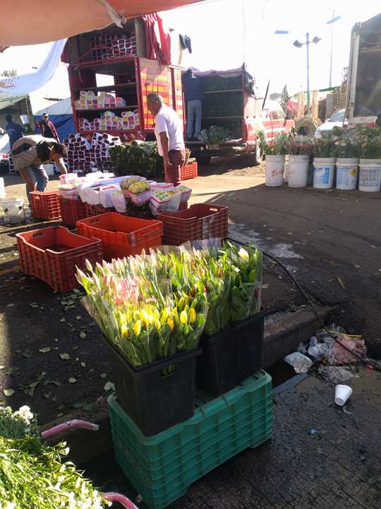 Lista más de 27 millones de gruesas de flores ornamentales para atender  demanda por 14 de febrero - Voragine